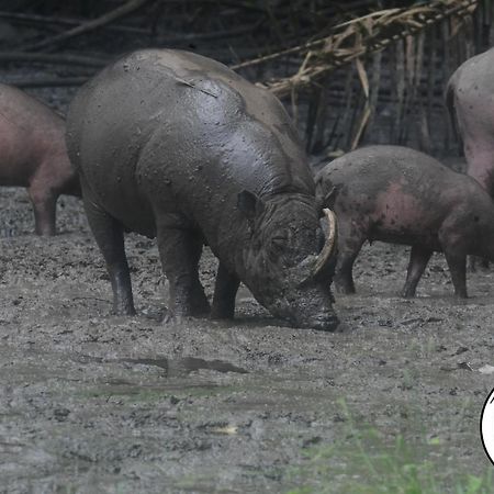 Tangkoko Lodge Bitung Екстер'єр фото