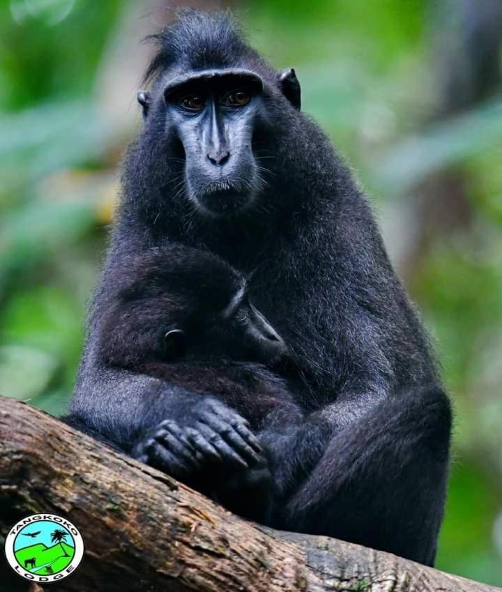 Tangkoko Lodge Bitung Екстер'єр фото