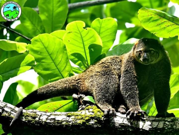 Tangkoko Lodge Bitung Екстер'єр фото